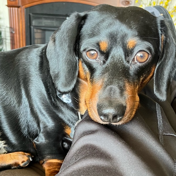 Meet your Posher, Amy - Picture 1 of 5